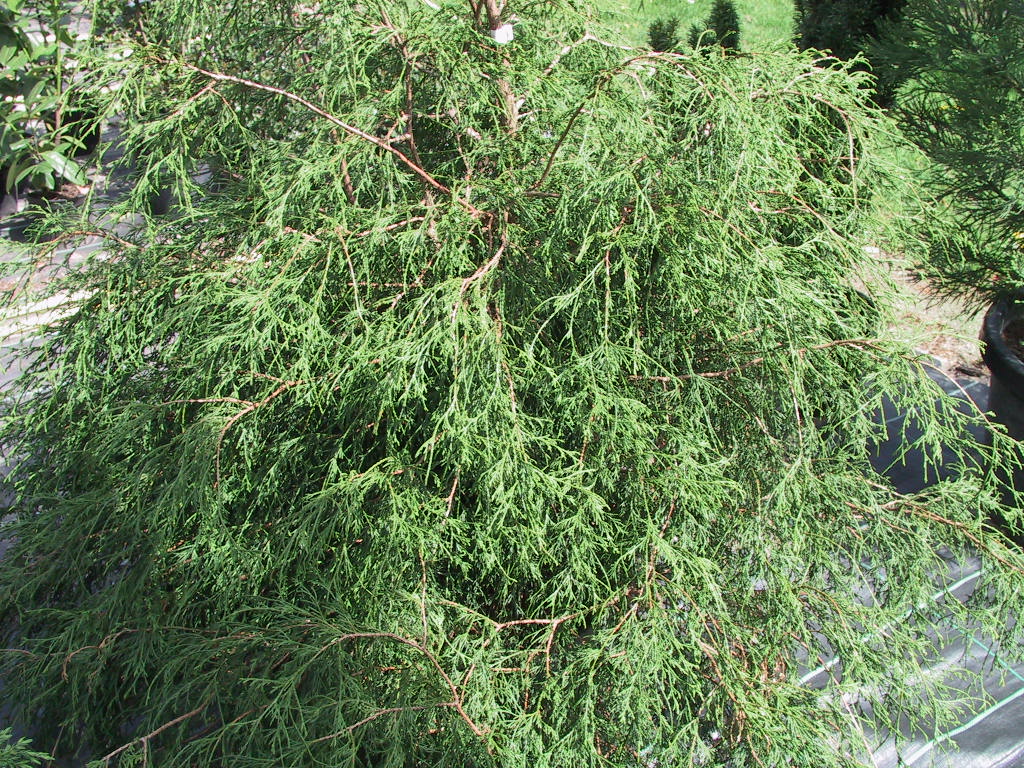Chamaecyparis pisifera Filifera Nana - Sol Co.jpg